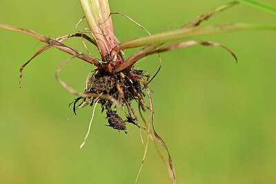 BUITEN BEELD Foto: 438921