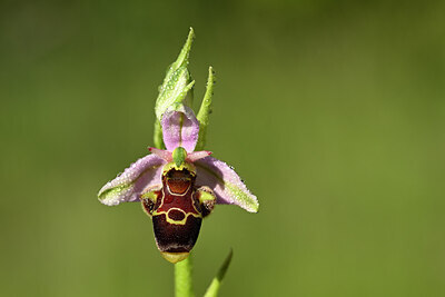 BUITEN BEELD Foto: 438925