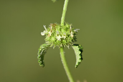 BUITEN BEELD Foto: 438927