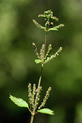 BUITEN BEELD Foto: 438928