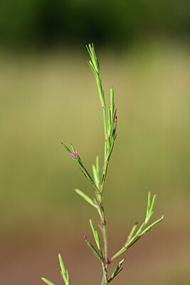 BUITEN BEELD Foto: 438930