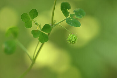 BUITEN BEELD Foto: 438932