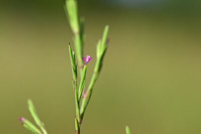 BUITEN BEELD Foto: 438935