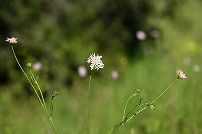 BUITEN BEELD Foto: 438940