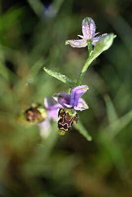BUITEN BEELD Foto: 438942