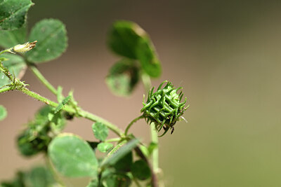 BUITEN BEELD Foto: 438945