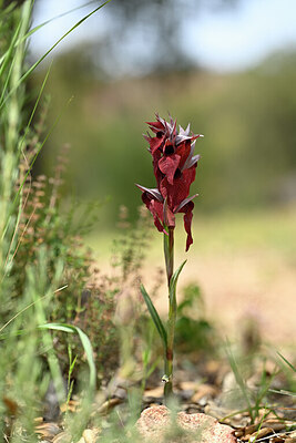 BUITEN BEELD Foto: 438949