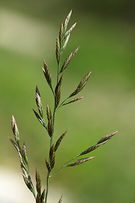 BUITEN BEELD Foto: 438950