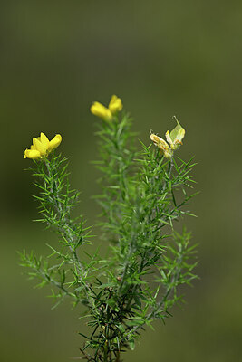 BUITEN BEELD Foto: 438951