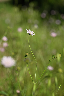 BUITEN BEELD Foto: 438952