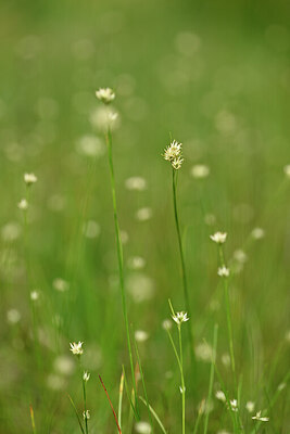 BUITEN BEELD Foto: 438954