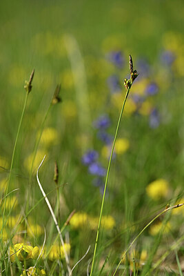 BUITEN BEELD Foto: 438957