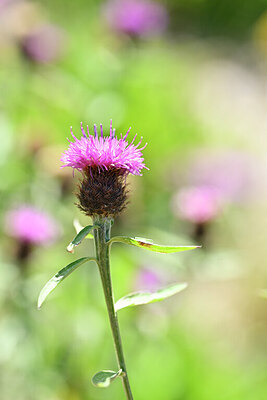 BUITEN BEELD Foto: 438958