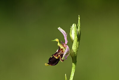 BUITEN BEELD Foto: 438960