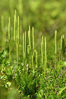 BUITEN BEELD Foto: 438961