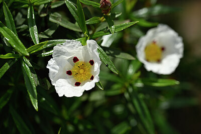 BUITEN BEELD Foto: 438963