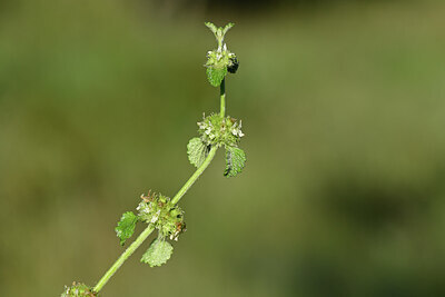 BUITEN BEELD Foto: 438964