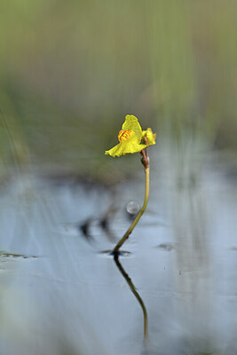 BUITEN BEELD Foto: 438968