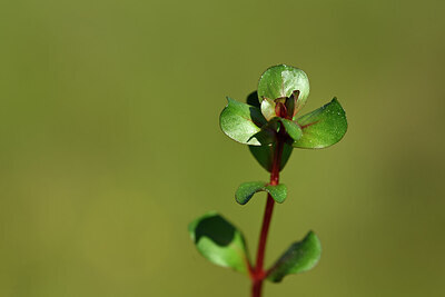 BUITEN BEELD Foto: 438969