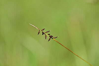 BUITEN BEELD Foto: 438971
