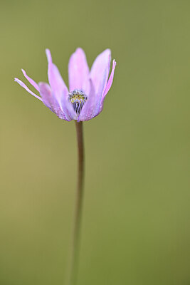 BUITEN BEELD Foto: 438974