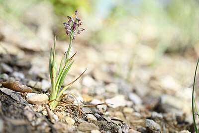 BUITEN BEELD Foto: 438975
