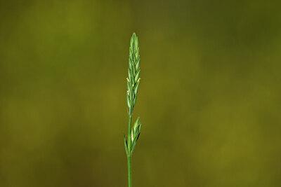 BUITEN BEELD Foto: 438977
