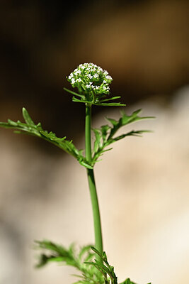 BUITEN BEELD Foto: 438983