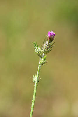 BUITEN BEELD Foto: 438984