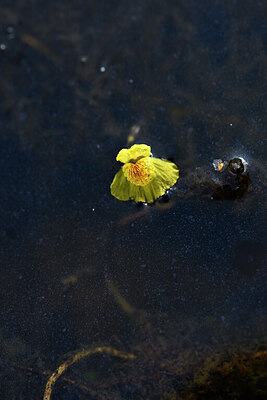 BUITEN BEELD Foto: 438987