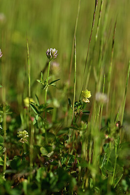 BUITEN BEELD Foto: 438991