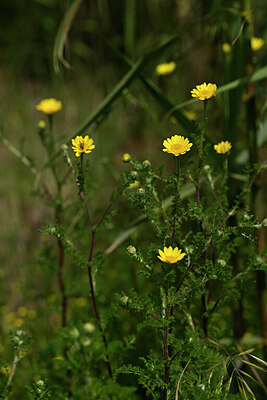 BUITEN BEELD Foto: 438992