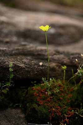 BUITEN BEELD Foto: 438999