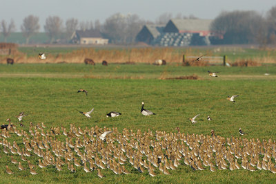 BUITEN BEELD Foto: 43034