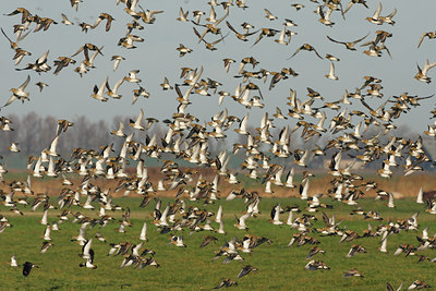 BUITEN BEELD Foto: 43048