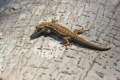 BUITEN BEELD Foto: 43051