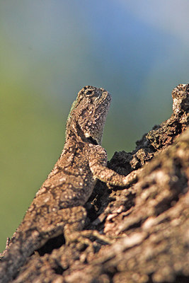 BUITEN BEELD Foto: 43076