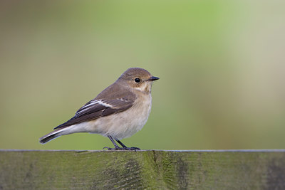 BUITEN BEELD Foto: 43101