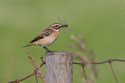 BUITEN BEELD Foto: 43108