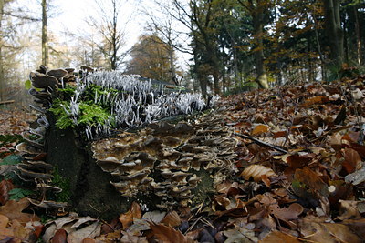 BUITEN BEELD Foto: 43112