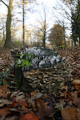 BUITEN BEELD Foto: 43113