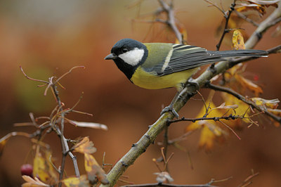 BUITEN BEELD Foto: 43114