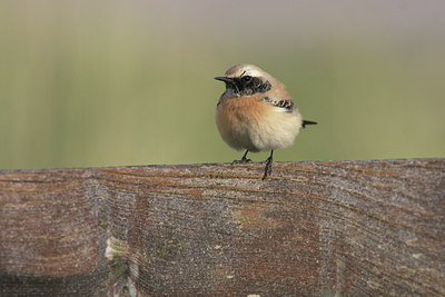 BUITEN BEELD Foto: 43118