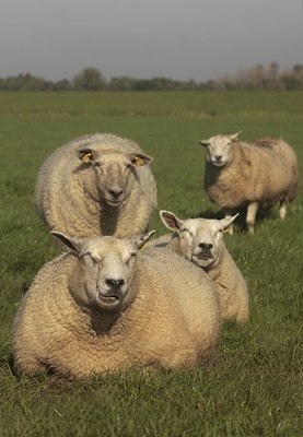 BUITEN BEELD Foto: 43139