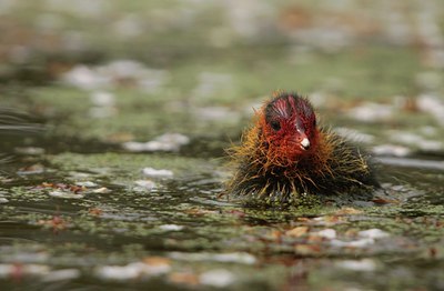 BUITEN BEELD Foto: 43142