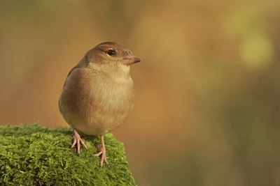 BUITEN BEELD Foto: 43160