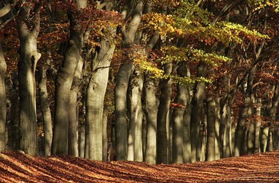 BUITEN BEELD Foto: 43164