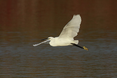 BUITEN BEELD Foto: 43191