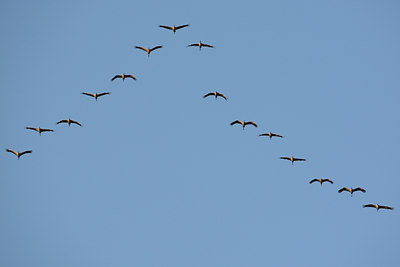 BUITEN BEELD Foto: 43200