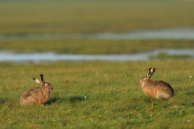 BUITEN BEELD Foto: 43213